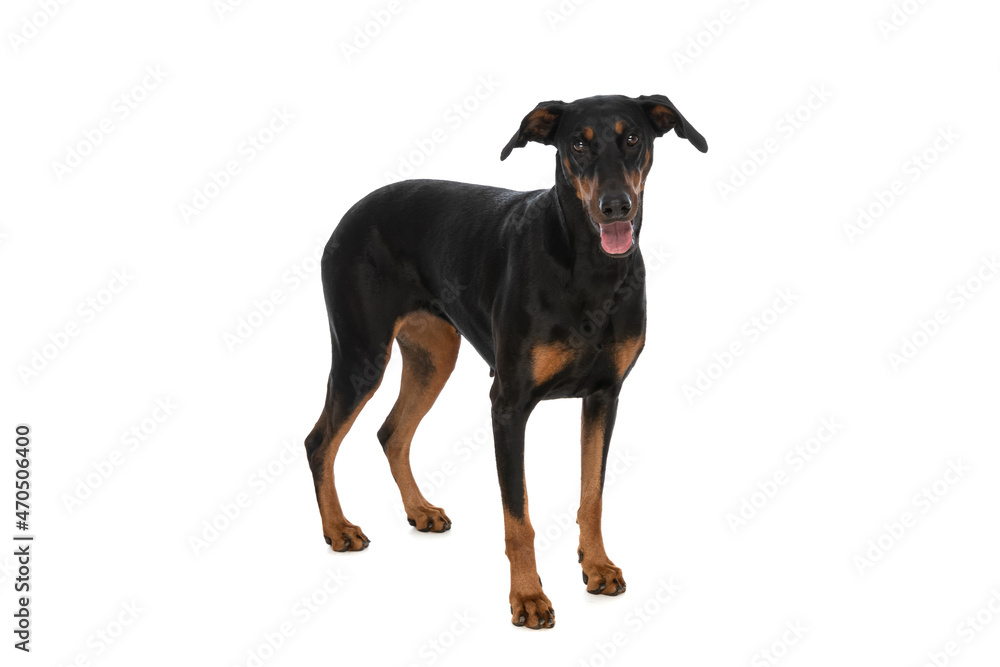 cute dobermann puppy sticking out tongue while standing in studio