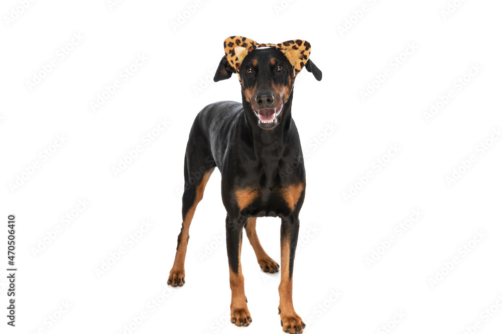 happy dobermann dog wearing animal print ears headband and panting
