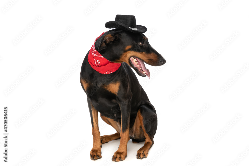 curious dobermann doggy with hat and bandana looking to side