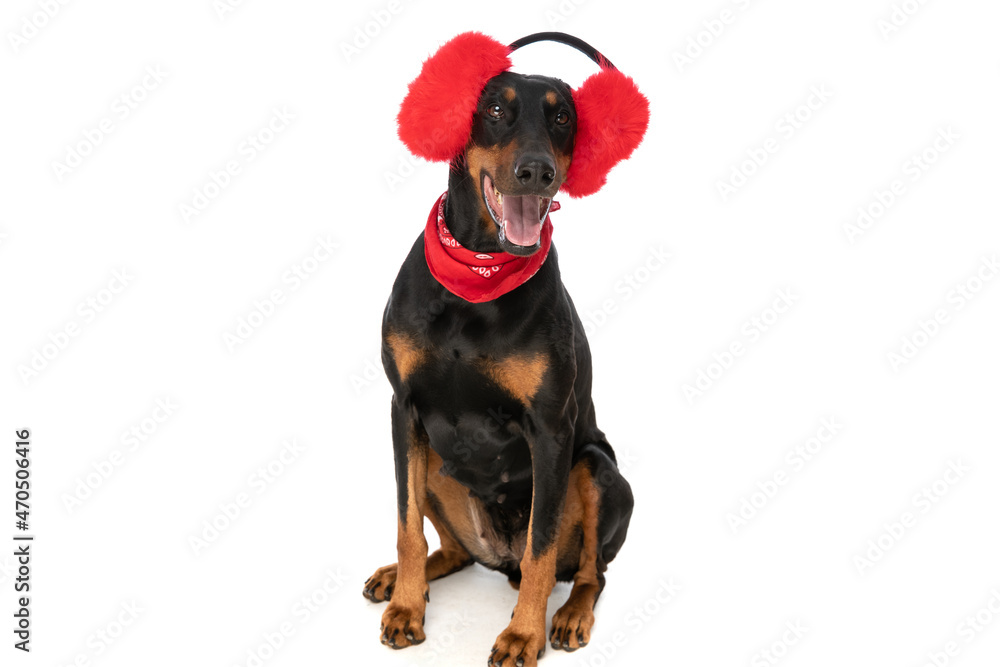 Fototapeta premium adorable dobermann dog with polar ears and bandana sticking out tongue