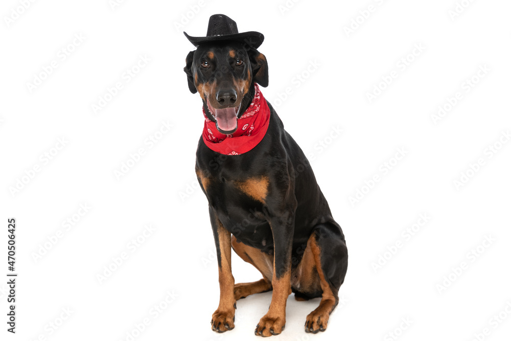 adorable dobermann puppy with hat and bandana panting adorable dobermann puppy with hat and bandana panting