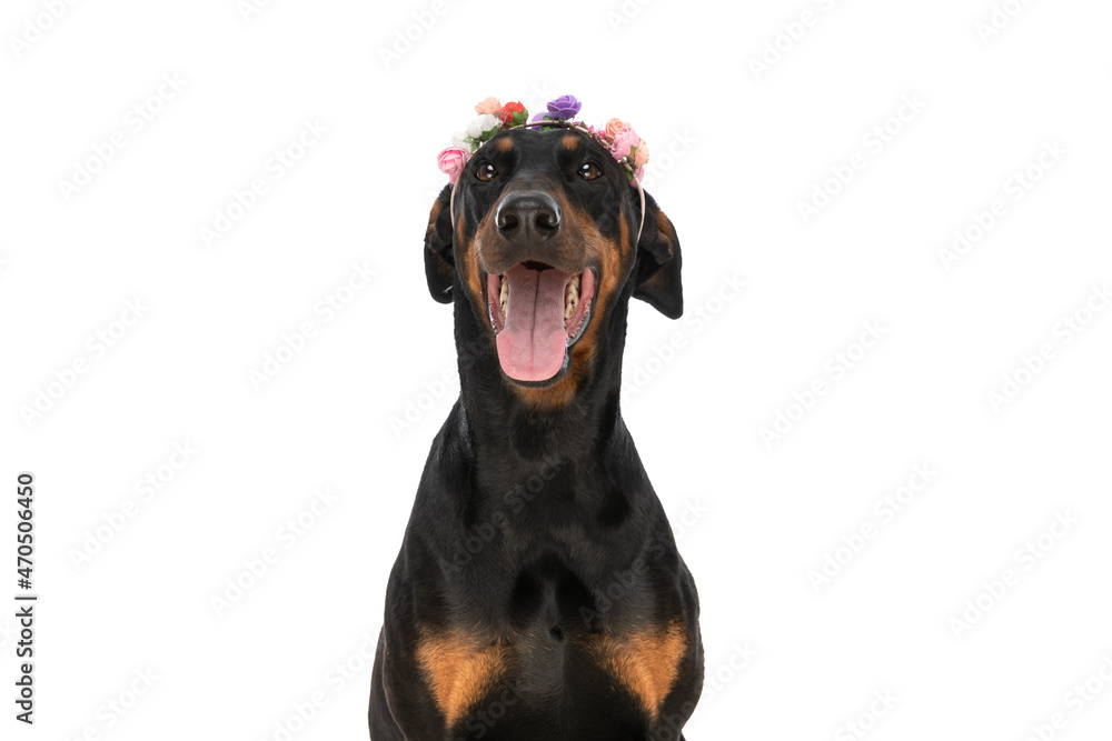 happy little dobermann dog with flowers headband panting