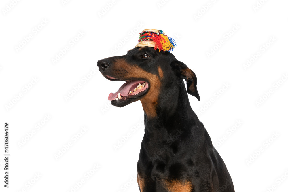 side view of lovely dobermann with traditional hat looking to side