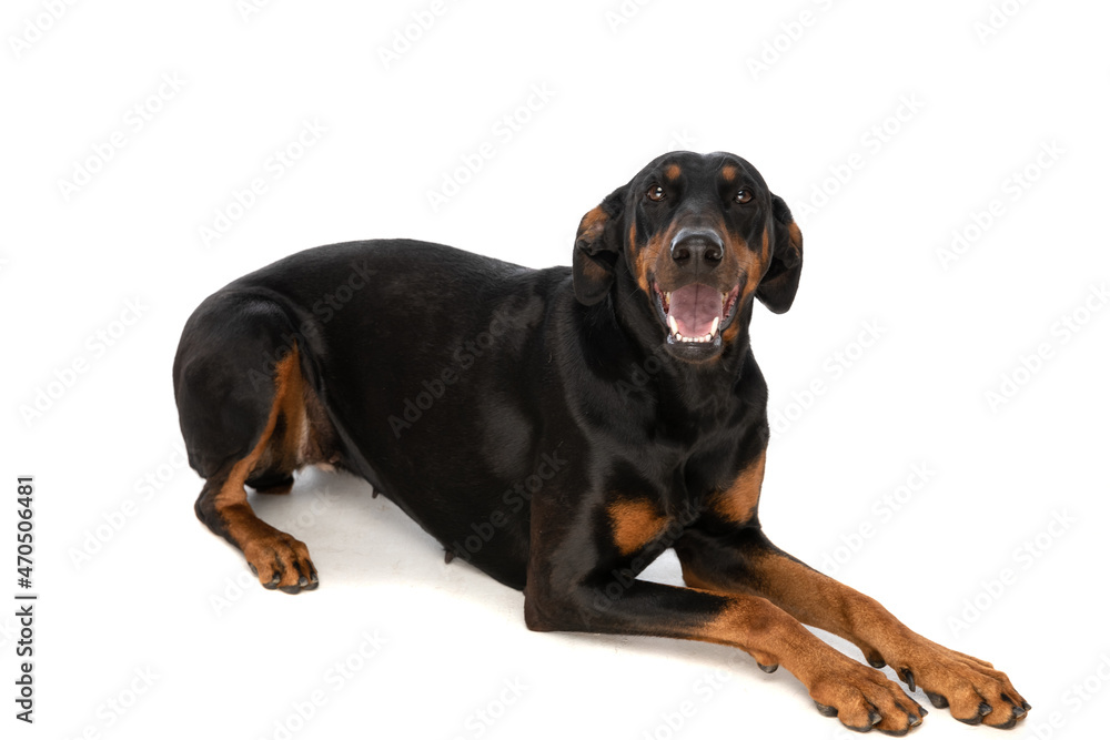 excited dobermann puppy sticking out tongue and panting