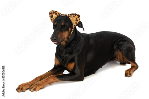 cute dobermann dog with animal print headband closing eyes