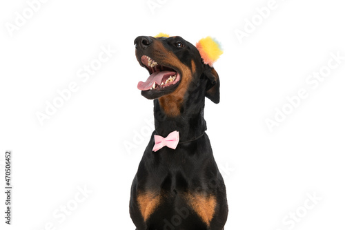 happy dobermann puppy with colorful ears looking up and panting