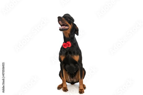 elegant dobermann dog with red bowtie and hat looking up and panting