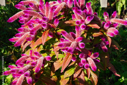 Pink spikes of celosia flowers in bloom in the fall photo