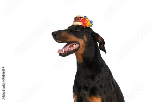 side view of lovely dobermann with traditional hat looking to side