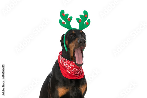 Foto lazy dobermann dog with bandana and reindeer ears yawning