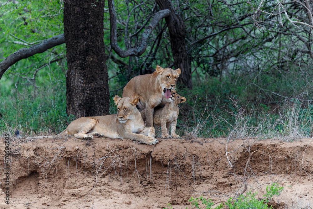 Lion family resting on the dry riverbank of the Mkuze river in Zimanga Game Reserve in Kwa Zulu Natal in South Africa Lion family resting on the dry riverbank of the Mkuze river in Zimanga Game Reserve in Kwa Zulu Natal in South Africa