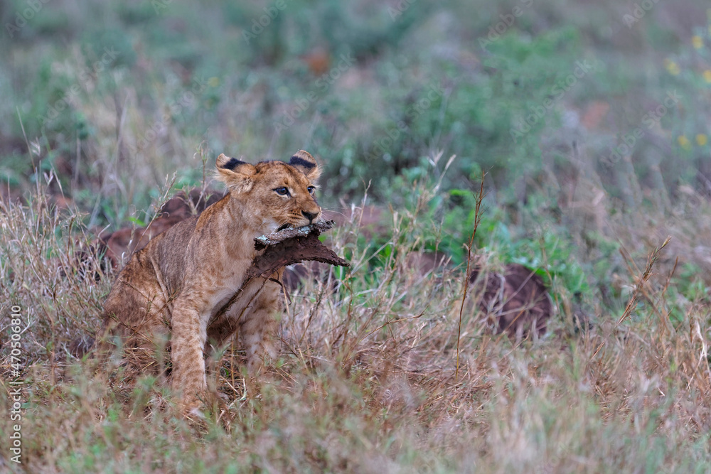 Lion cub discovering the world in Zimanga Game Reserve near the city of Mkuze in South Africa Lion cub discovering the world in Zimanga Game Reserve near the city of Mkuze in South Africa