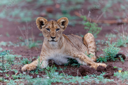 Lion cub discovering the world in Zimanga Game Reserve near the city of Mkuze in South Africa