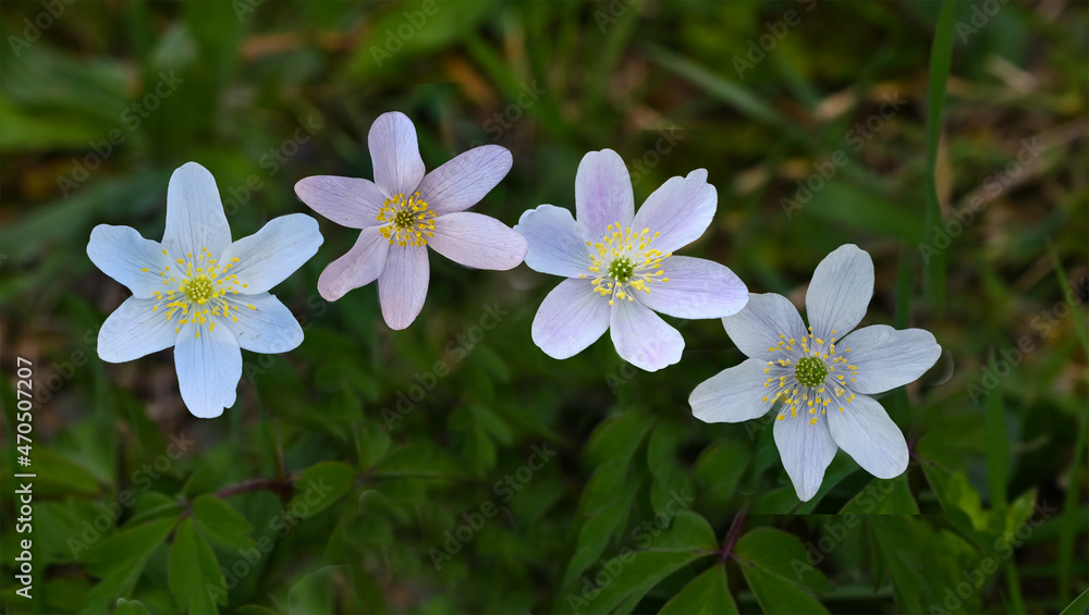 Wood Anemone or Windflower (Anemone nemorosa) in spa gardens of Baden Baden. Baden Wuerttemberg, Germany, Europe Wood Anemone or Windflower (Anemone nemorosa) in spa gardens of Baden Baden. Baden Wuerttemberg, Germany, Europe