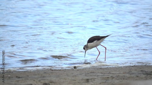bird wetlands Black-winged Stilt male Himantopus himantopus. Long red legs and black needle-like bill. Head pattern variable