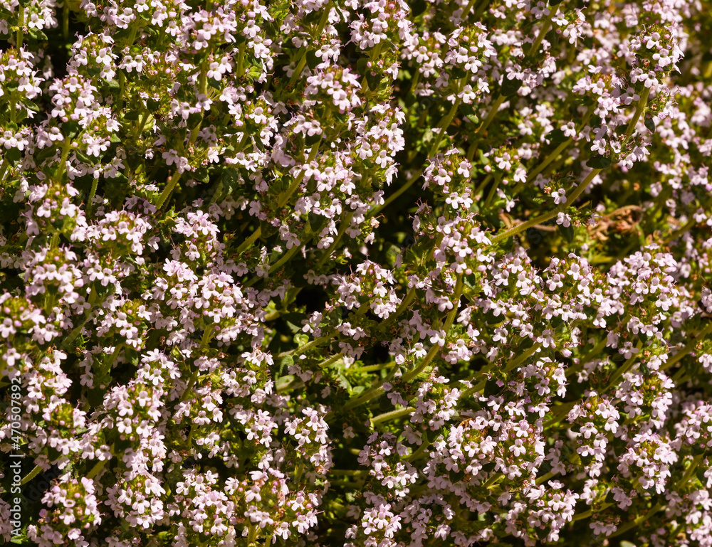 Flowers of the common Mediterranean Thyme (Thymus vulgaris). KIT Karlsruhe, Baden Wuerttemberg, Germany