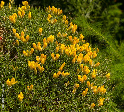 Horrible broom (Echinospartum horridum or Genista horrida). KIT Karlsruhe, Baden Wuerttemberg, Germany photo