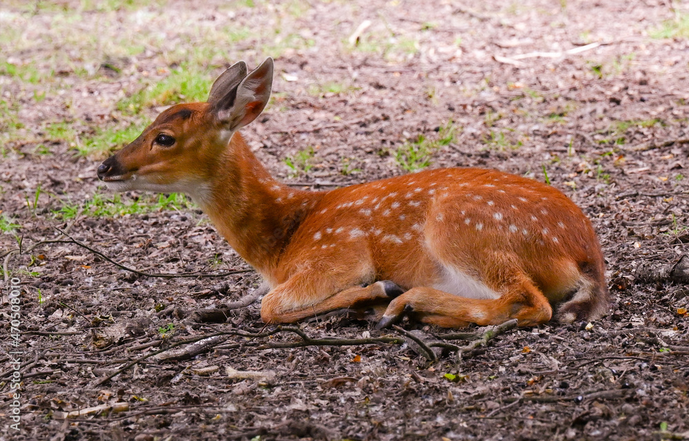 Mesopotamian, Fallow Deer (Dama dama mesopotamica) Mesopotamian, Fallow Deer (Dama dama mesopotamica)