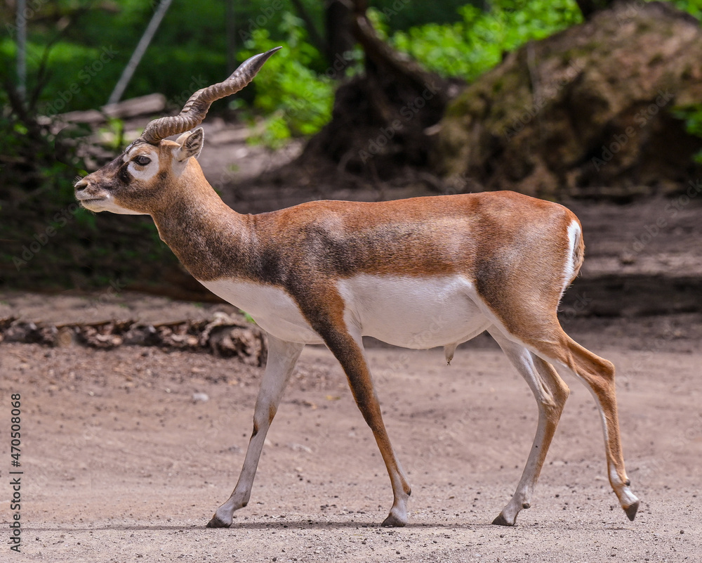 Blackbuck at the forest edge. Karlsruhe, Baden Wuerttemberg, Germany Blackbuck at the forest edge. Karlsruhe, Baden Wuerttemberg, Germany