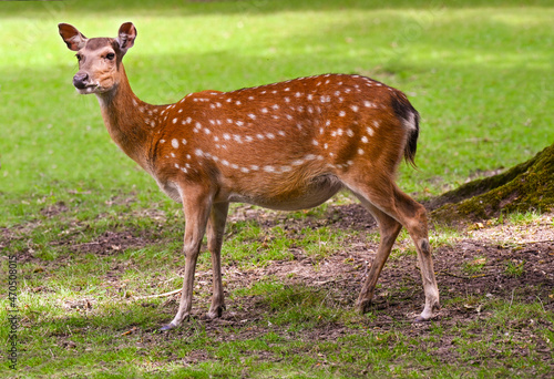 Mesopotamian  Fallow Deer  Dama dama mesopotamica 