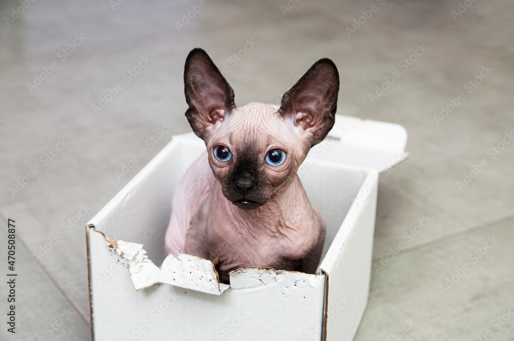 Sphynx hairless cat kitten in box. Sphynx cat with blue eyes. Place for text