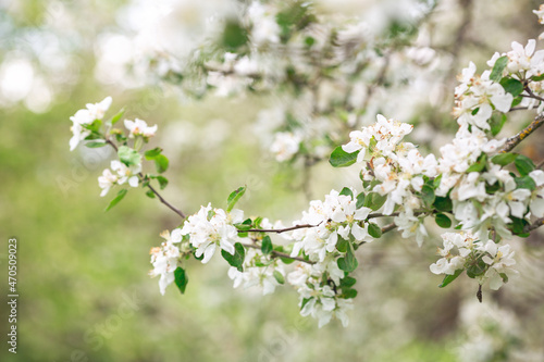 Blooming apple tree in spring time. Flower background. Soft focus