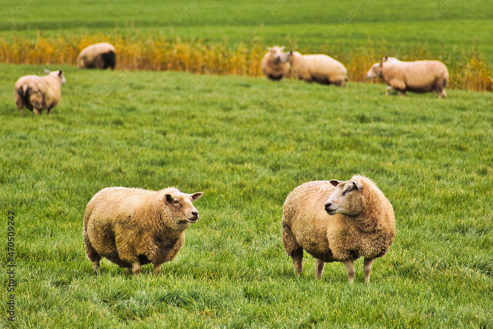 Naklejka premium Sheep in a green meadow looking at each other, with more sheep in the background. Texel sheep breed.