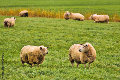 Sheep in a green meadow looking at each other, with more sheep in the background. Texel sheep breed.
 photo