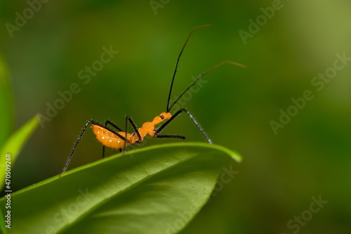 Milkweed assassin bug nymph hunting for small insects in plant foliage at night. Classified as true bugs in the hemiptera order, they are found throughout the Americas and West Indies.