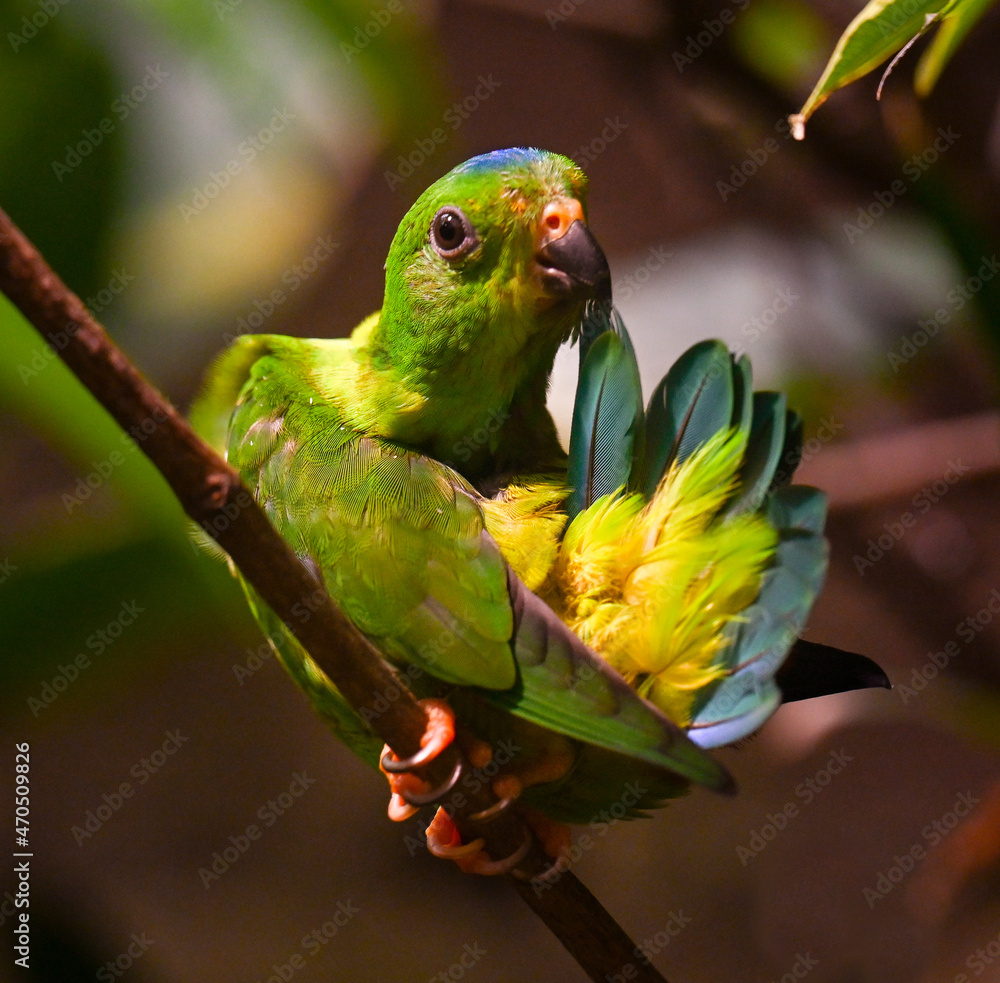 Blue-Crowned Hanging Parrot on Branch Blue-Crowned Hanging Parrot on Branch