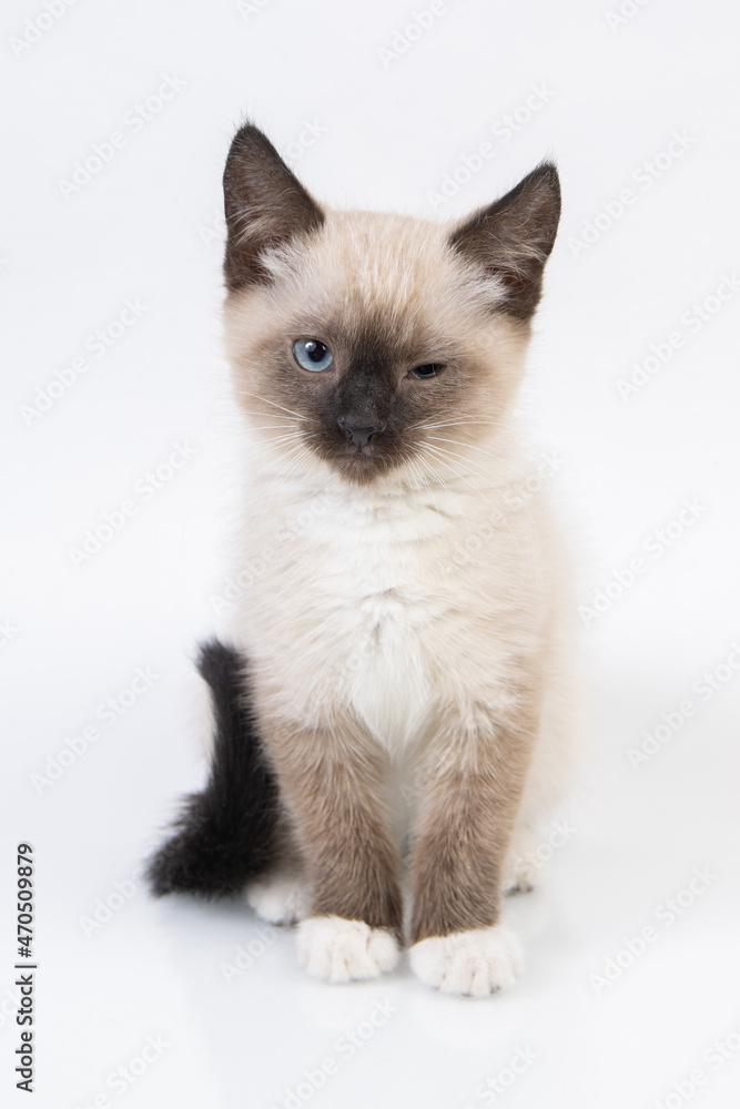 Portrait of small snowshoe Siamese cat on a white background