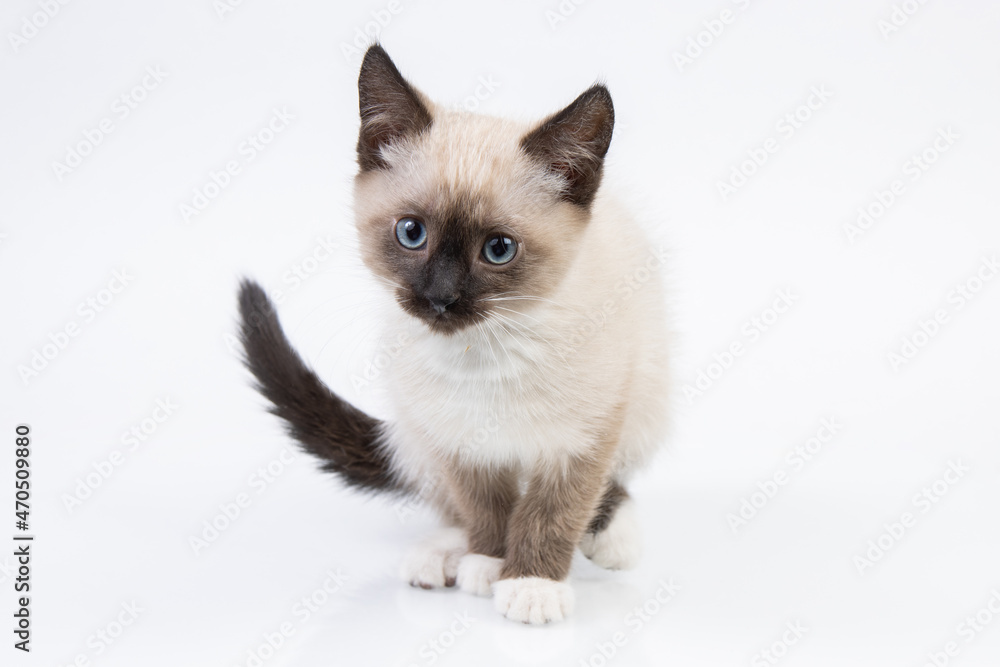 young snowshoe cat isolated on white background