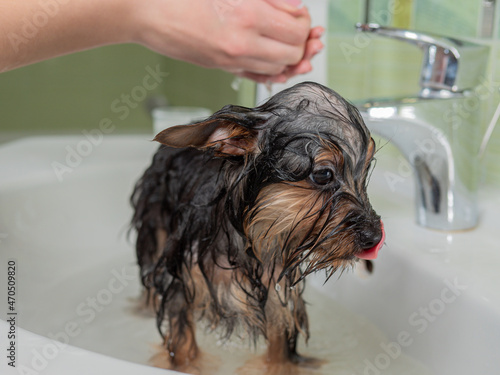 The puppy is washed. Grooming dogs in the bathroom underwater. Yorkshire Terrier in the hands of the owner. The concept of Caring for your pet.