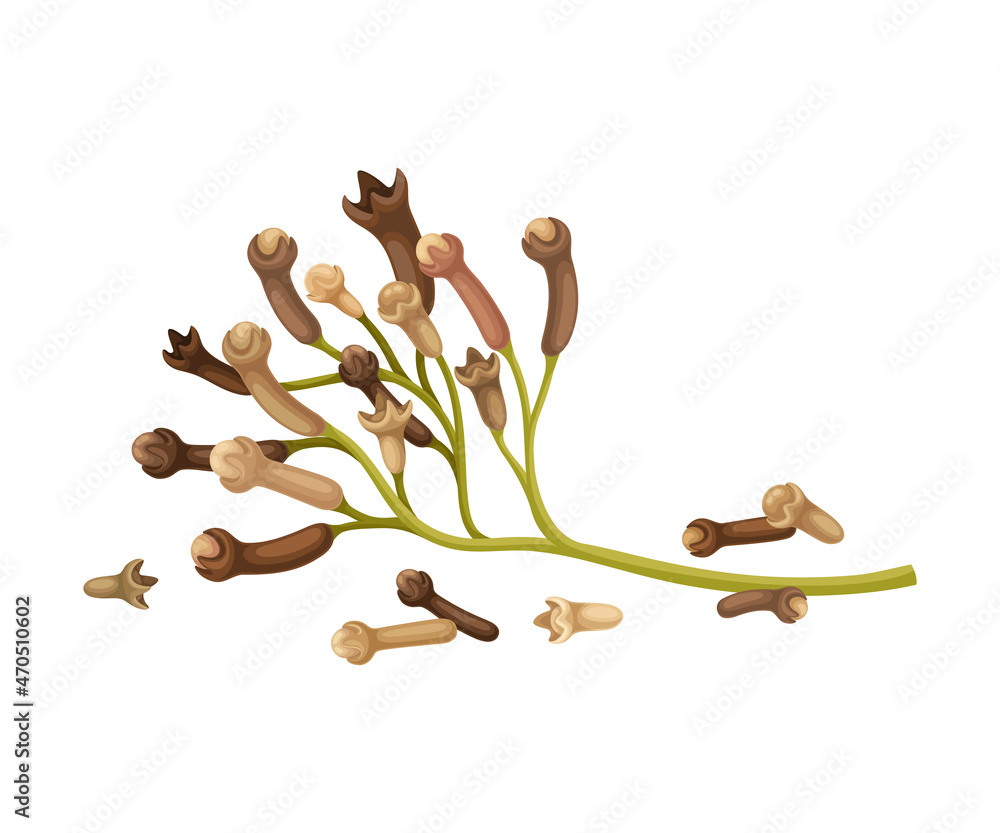 Clove Tree Branch with Ripe Aromatic Bud Vector Illustration