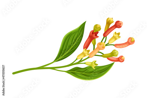 Clove Tree Branch with Ripe Aromatic Flower Bud Vector Illustration