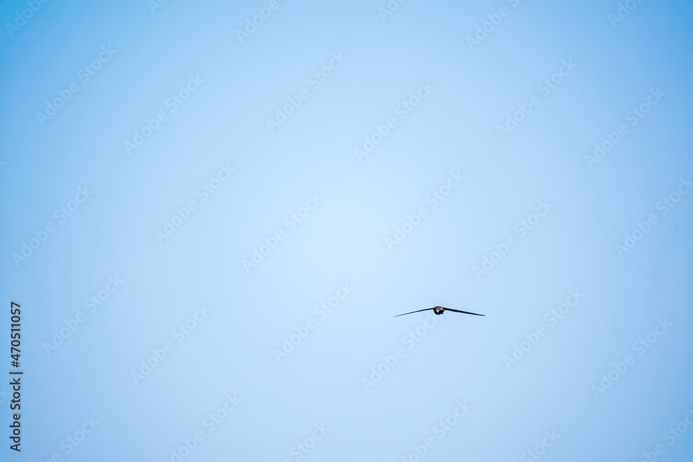 Common Swift, Apus apus, flying with clear blue sky background on a sunny summer day. Common Swift, Apus apus, flying with clear blue sky background on a sunny summer day.