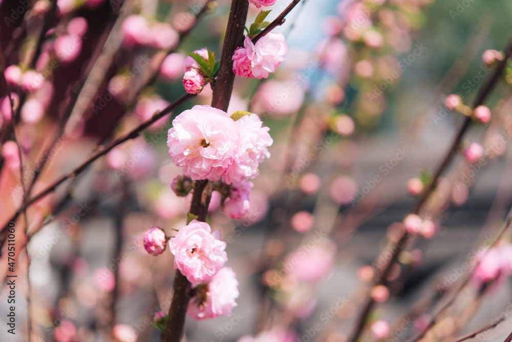 Branches of blossoming cherry on a background of blue sky. Pink sakura flowers, spring, dreamy romantic image, copy space. Branches of blossoming cherry on a background of blue sky. Pink sakura flowers, spring, dreamy romantic image, copy space.