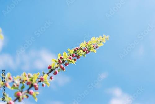 Branches of blossoming cherry on a background of blue sky. Pink sakura flowers, spring, dreamy romantic image, copy space. 