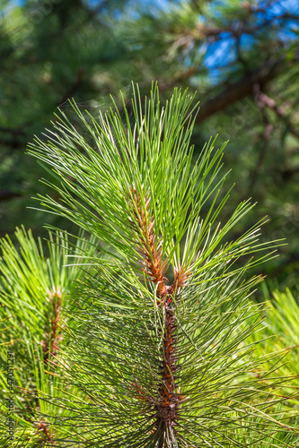 Close-up photo of green needle pine tree. Small pine cones at the end of branches. Blurred pine needles in background