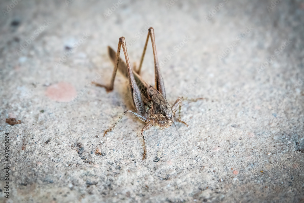 Brown grasshopper Mecopoda elongata sits on the ground Brown grasshopper Mecopoda elongata sits on the ground