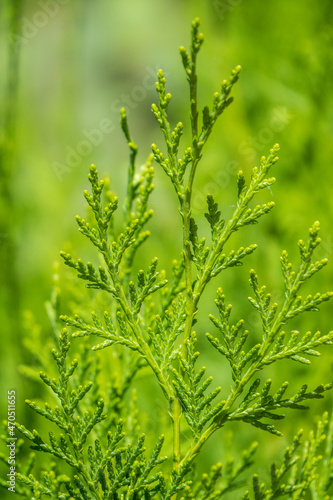 Green branches and young leaves of a thuja tree.