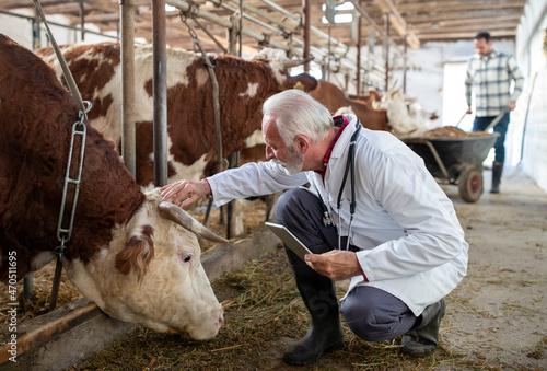 Veterinarian with tablet squatting beside cow in stable