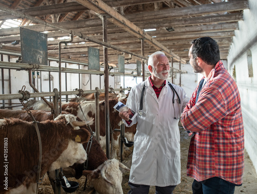 Farmer and veterinarian talking beside cows in barn