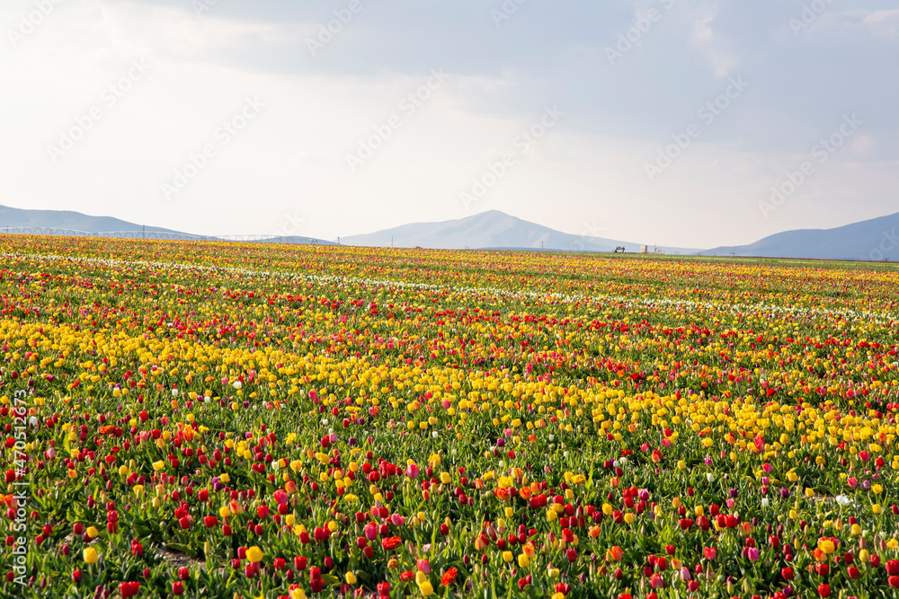 beautiful garden of tulip