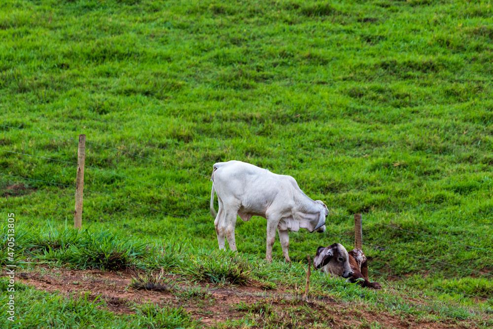 Bezerros no pasto verde próximos a uma cerca de arame. Bezerros no pasto verde próximos a uma cerca de arame.
