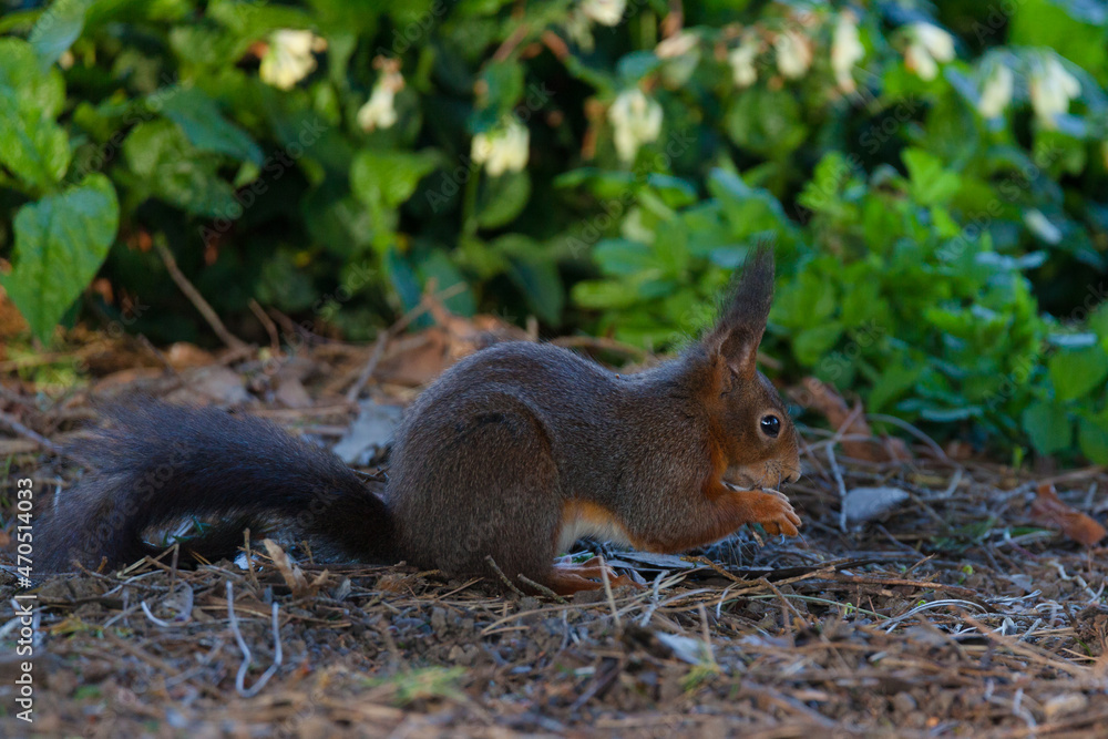 squirrel in the park
