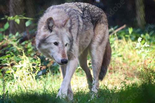 gray wolf lupus © Rachel