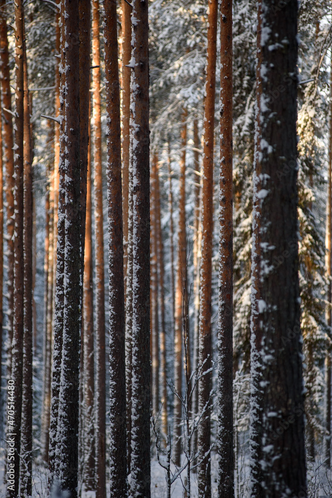 Frosty day. Snow-covered pine trunks Frosty day. Snow-covered pine trunks