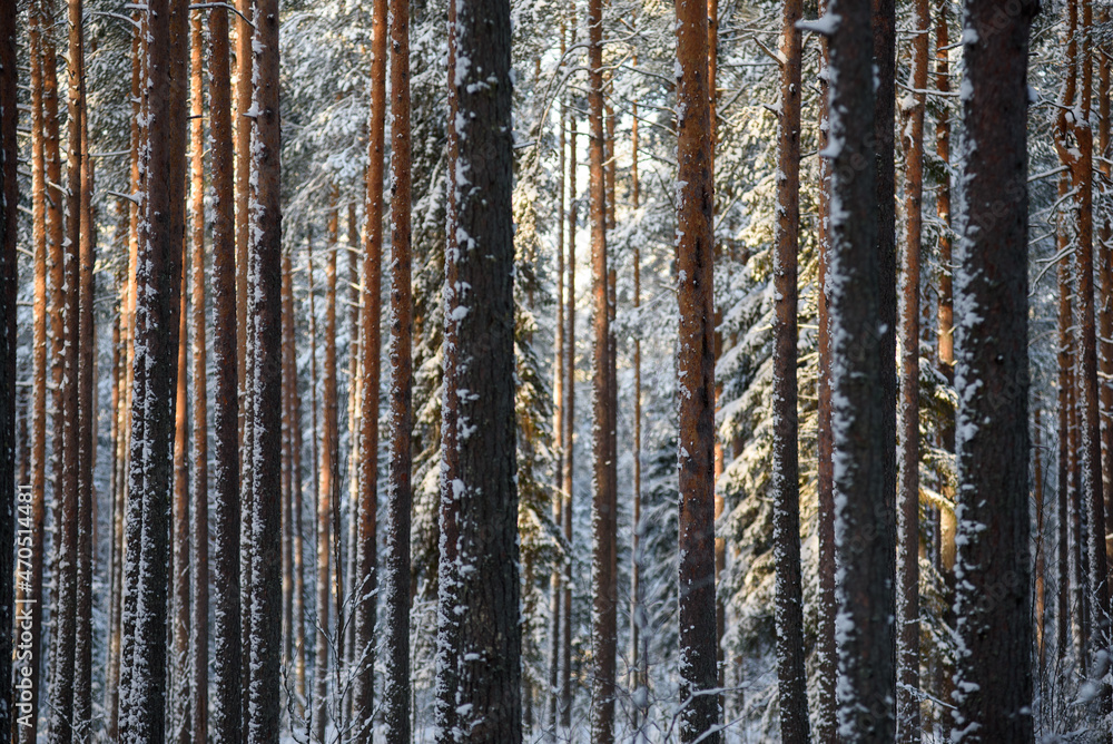 Frosty day. Snow-covered pine trunks Frosty day. Snow-covered pine trunks