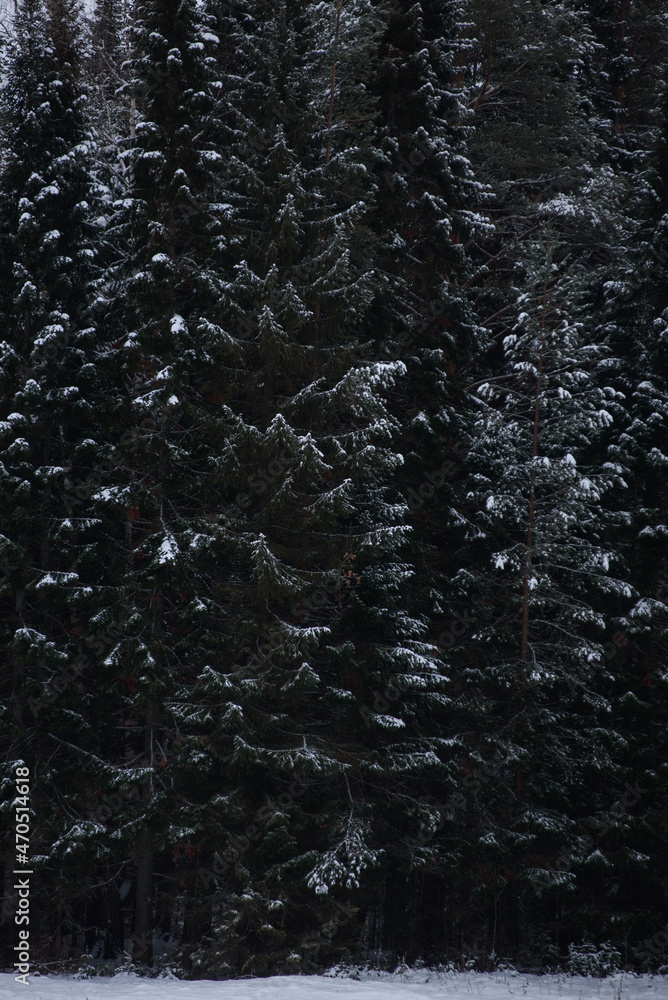 Obraz premium Snow covered dark forest.